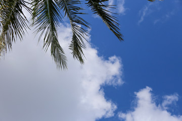 Palm tree and cloud with copy space at bottom