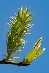 green plant on background of blue sky