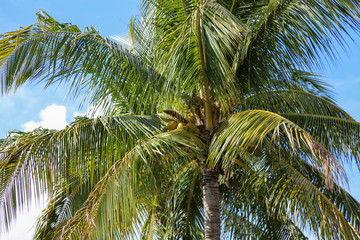 Fototapeta na wymiar palm tree close up