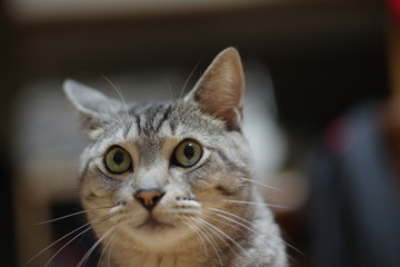 サバトラ猫ちゃん