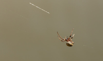spider on a web