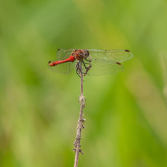red dragonfly sitting