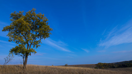Landscape of alone tree and blue sky