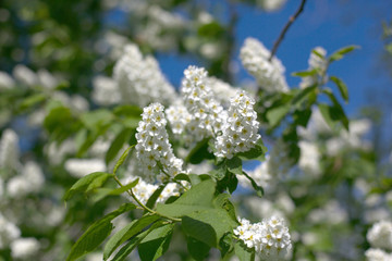 A white bird cherry bushes are blooming