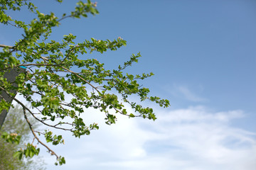 An appletree twigs with small buds in front of blue sky backgroung