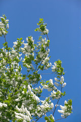 A branch of blooming white bird-cherry tree on a sunny spring day