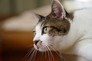 リラックスした猫ちゃん