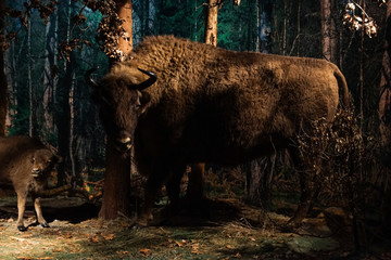 Muzeum przyrodnicze w Białowieży  © dulak