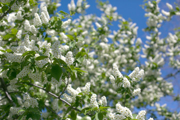 A closeup plane of fluffy blooming white bird-cherry branches