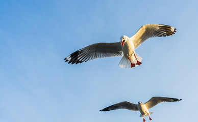 seagull in flight