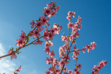 Peach branches in bloom with blue sky and some clouds in the background