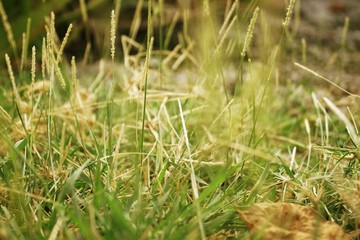  green grass close-up. Green grass macro. Abstract natural background of green grass  swayed by the wind on beauty blurred bokeh. Meadow grass in the countryside.