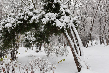 Winter Park. Landscape in snowy weather. Forest under the snow
