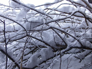 Snow on branches