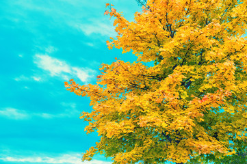 Fototapeta na wymiar Autumnal maple tree blue sky Autumn background vintage toned