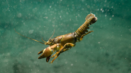 One shrimp in the Traunfall river in Roitham, Austria