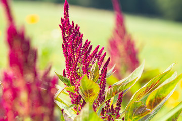 Amaranth is cultivated as leaf vegetables, cereals and ornamental plants in South America. Amaranth seeds are rich source of proteins and amino acids