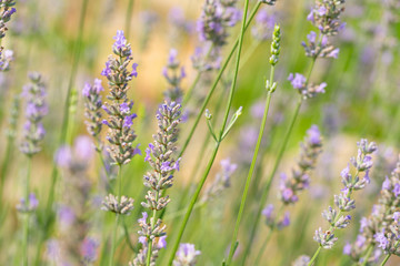 Closeup of lavender field in Provence, France