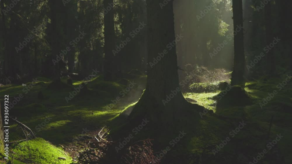 Poster Walking inside forest during autumn morning. Light rays through the trees. Mist rising from tree trunks. Light in the woods
