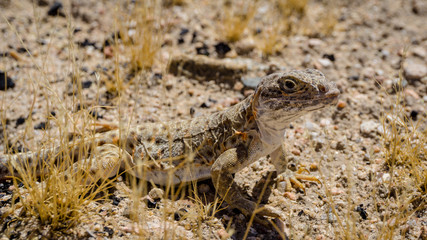 Mojave fringe-toed lizard in the Mojave desert, USA