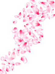 Fototapeta na wymiar Spring blossom isolated petals flying