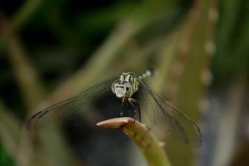 The Common Flangetail dragonfly is commonly seen in Thailand and Asia the size can be medium and large with yellow and black as pattern. Its wings are clear accented with black lined veins, dragonfly 
