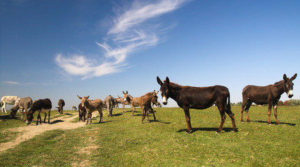 Naklejka na ściany i meble Herd of wild donkeys graze on pasture