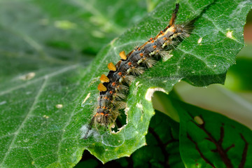 Raupe des Schlehen-Bürstenspinner (lat. Orgyia antiqua)