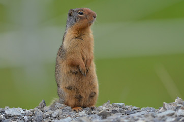 Aufmerksames Columbia-Ziesel