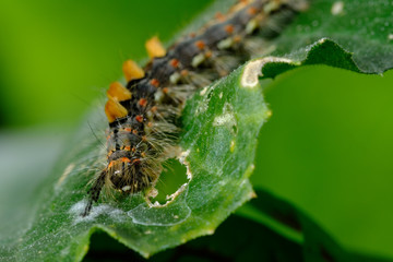 Raupe des Schlehen-Bürstenspinner (lat. Orgyia antiqua)