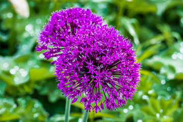 Allium nigrum / Schwarzer Lauch Blüte