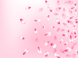 Spring blossom isolated petals flying