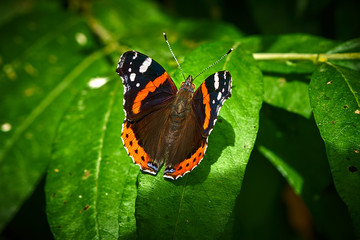 Fototapeta na wymiar Red Admiral butterfly on green leaf