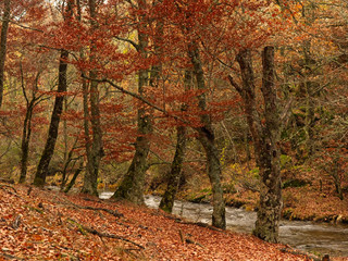 Group of beech trees on the shore of the Jarama river