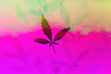 Young cannabis leaf photographed through prism