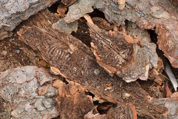  Buchdrucker oder Großer achtzähniger Fichtenborkenkäfer (Ips typographus)