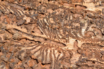  Buchdrucker oder Großer achtzähniger Fichtenborkenkäfer (Ips typographus)