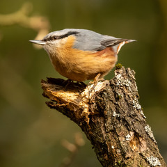nuthatch