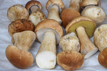Porcini edible mushrooms at retail display
