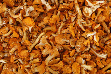 Chanterelle edible mushrooms at retail display