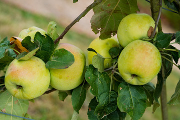 organic apples ripening on a fruit tree in an orchard