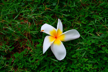 Yellowish-white flowers on the grass