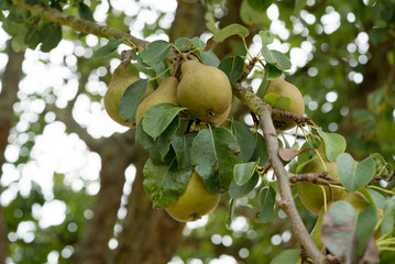organic pears ripening on a fruit tree in an orchard