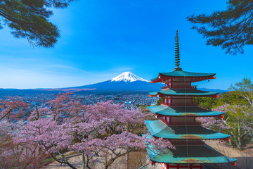 Fototapeta premium Japan Cherry Blossom