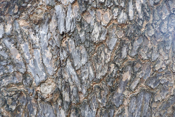 Embossed texture of brown bark Enlarge the circular panoramic image of the bark