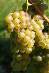 Close up bunch of white grape hanging at vineyard