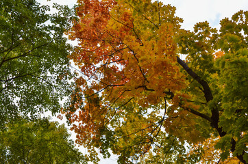 Autumn crown of trees, view from below. Trees in autumnal yellow and orange colors.