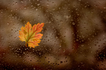 There are wet drops on the window after rain. Autumn yellow, beautiful leaf stuck to the wet window. Photo with a blurry background in cold and warm tint.