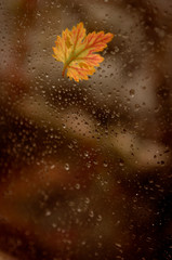 There are wet drops on the window after rain. Autumn yellow, beautiful leaf stuck to the wet window. Photo with a blurry background in cold and warm tint.