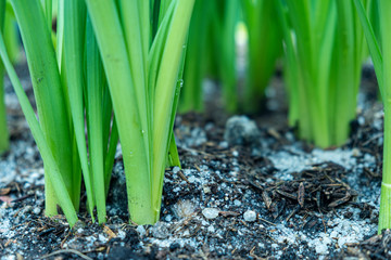 Farmer giving chemical fertilizer to young plant.